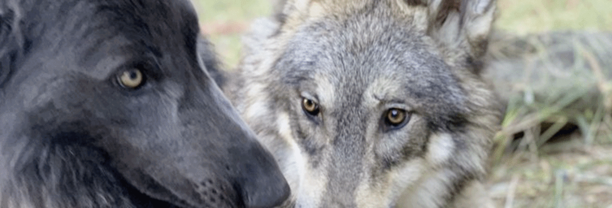 リアルウルフドッグ狼犬 ローズウルフ オオカミ犬についての説明および ローズウルフの説明をしています